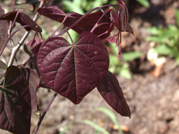 Cercis canadensis &#039;Forest Pansy&#039;, Judasbaum