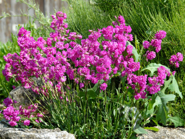 Lychnis (syn. Silene) viscaria &#039;Plena&#039;, Lichtnelke, gefüllte Pechnelke