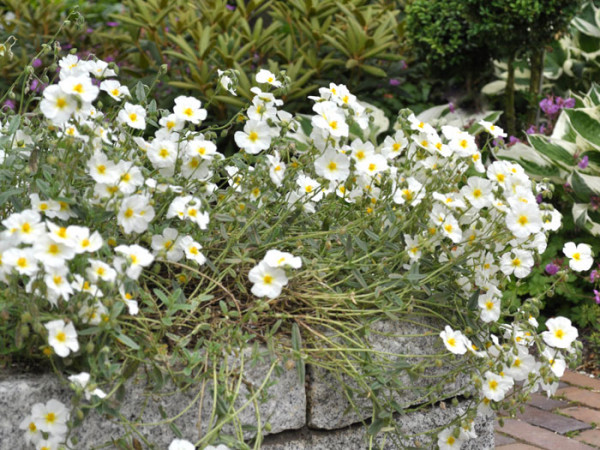 Das Garten-Sonnenröschen 'Eisbär 