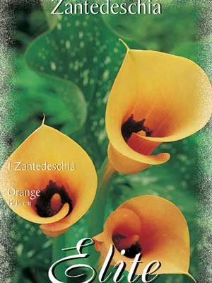 Calla &#039;Orange&#039;, Zantedeschia (Art.Nr. 522158)