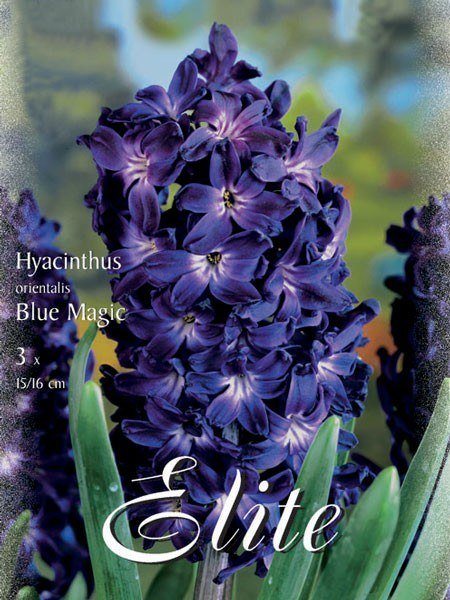 Hyazinthe 'Blue Magic' (Art.Nr. 595025)