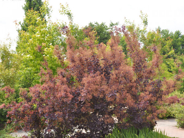 Der Perückenstrauch 'Royal Purple' während der Blüte