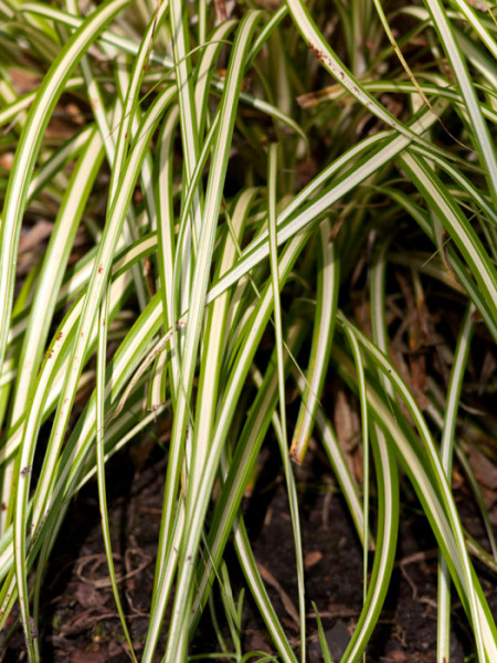 Carex hachijoensis (syn. oshimensis) &#039;Evergold&#039;, Japanische Gold-Segge