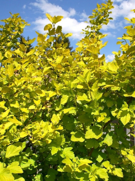 Physocarpus opulifolius &#039;Darts Gold&#039;, gelbe Blasenspiere