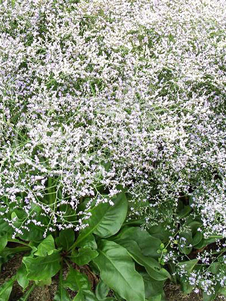 Limonium latifolium, breitblättriger Steppenschleier, Strandflieder, Meerlavendel