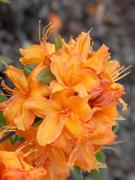 Rhododendron luteum &#039;Rumba&#039;, sommergrüne japanische Gartenazalee