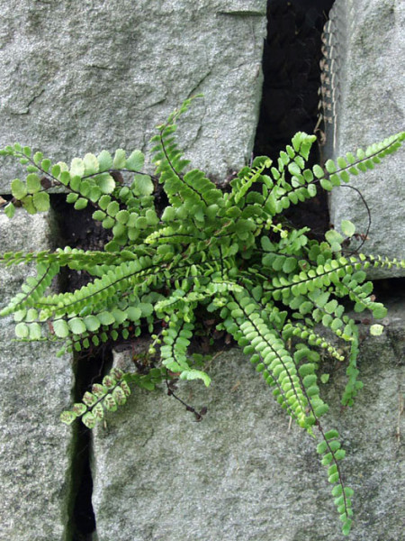 Asplenium trichomanes, (M) Mauerfarn, Steinfeder-Farn, brauner Streifenfarn