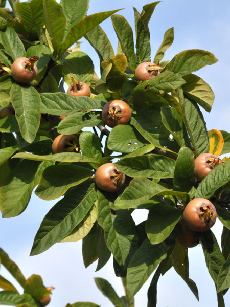 Mespilus germanica, Mispel