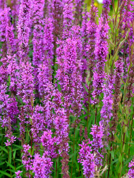 Lythrum salicaria (M), Blutweiderich