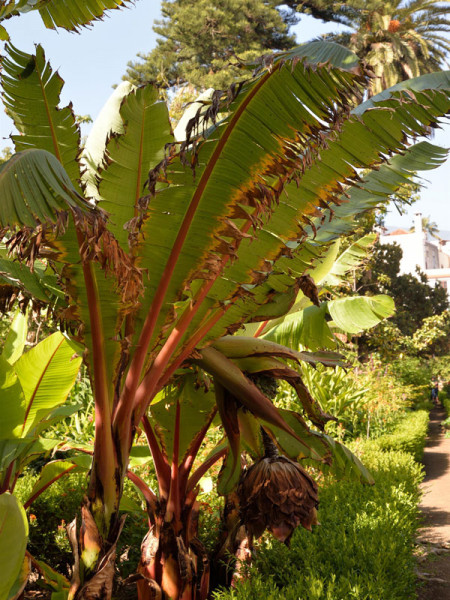 Musa ensete, Zierbanane