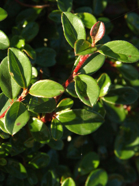 Blatt der Teppichmispel 