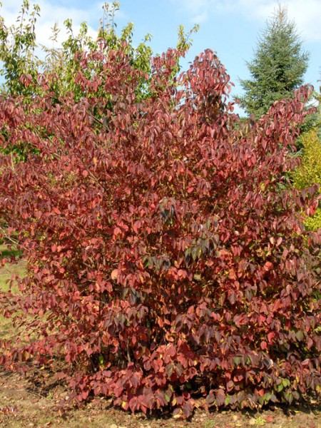 Cornus sanguinea, Roter Hartriegel