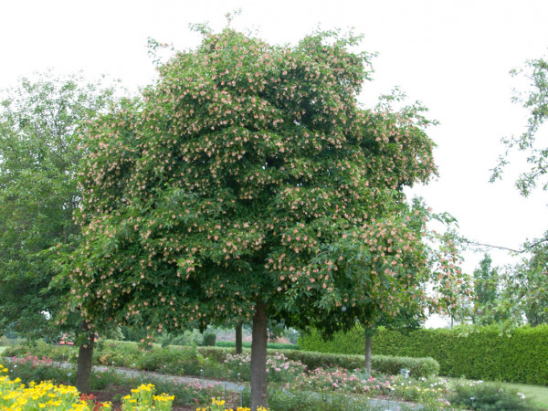 Acer ginnala (syn. tatarica), Feuerahorn