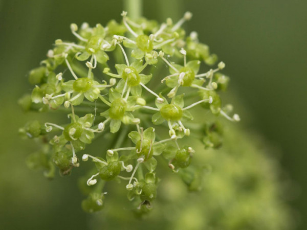 Angelica achangelica, Engelwurz, Dreieinigkeitswurzel