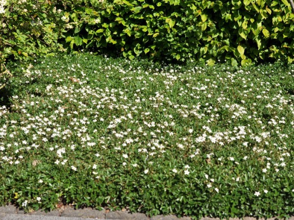 Potentilla tridentata &#039;Nuuk&#039;, Teppich-Fingerkraut