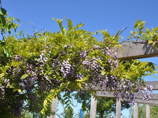 Blauregen Violacea Pleana an einer Pergola