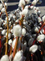 Salix caprea, Salweide, Palmweide