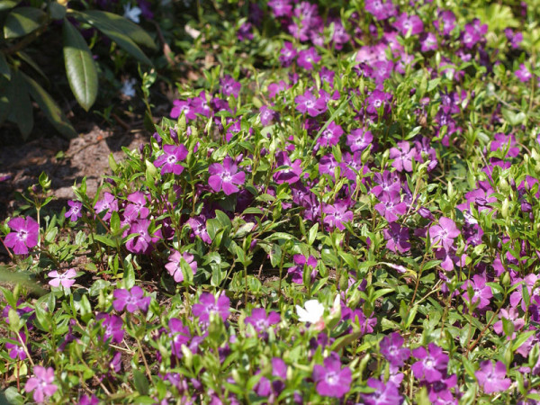 Vinca minor &#039;Atropurpurea, Rotes Immergrün