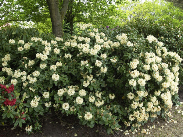 Rhododendron &#039;Goldbukett&#039;