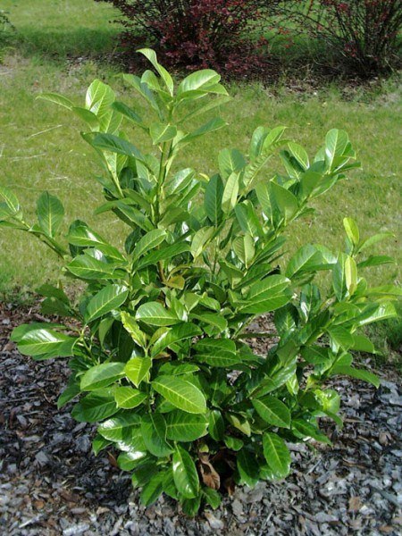 Kirschlorbeer Rotundifolia Jungpflanze