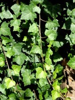 Hedera helix hibernica, Großblättriger Irischer Efeu