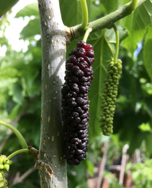 Morus acetosa &#039;Mulle&#039;, koreanische Maulbeere