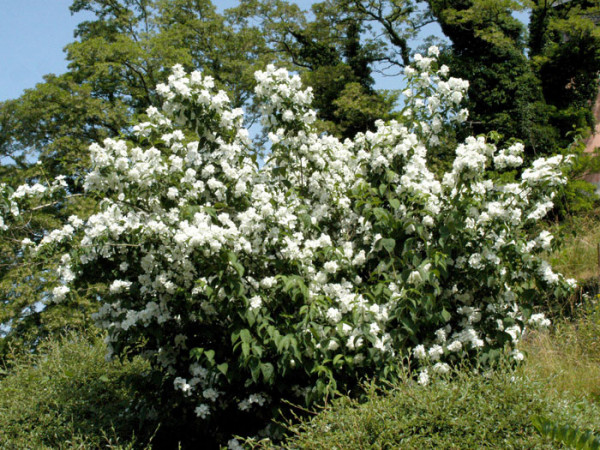 Philadelphus &#039;Virginal&#039;, Gefüllter Gartenjasmin