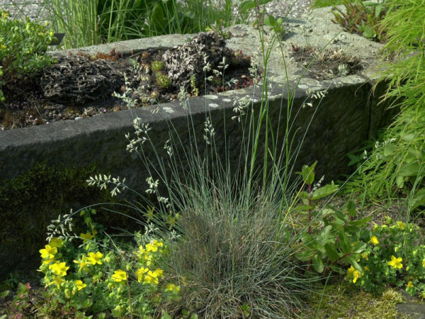 Festuca valesiaca &#039;Zwergenkönig&#039;, Blau-Schwingel