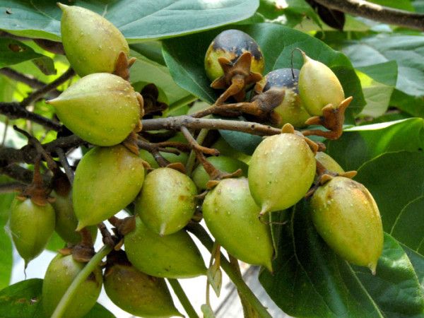 Paulownia tomentosa, Blauglockenbaum