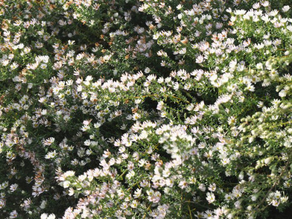 Aster ericoides &#039;Schneetanne&#039;, Myrtenaster, Garten-Erika-Aster