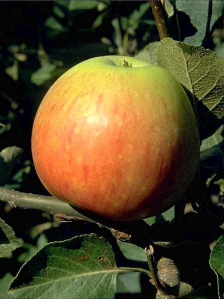 Apfel James Grieve