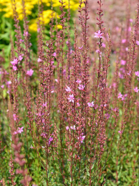 Lythrum virgatum &#039;Rose Queen&#039;, Blutweiderich