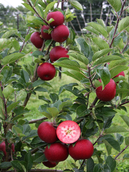 Apfel Rosette