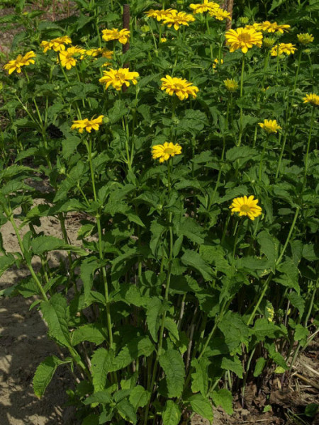 Heliopsis scabra &#039;Spitzentänzerin&#039;, Sonnenauge