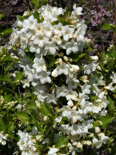 Weigela &#039;Snowflake&#039;, Weigelie