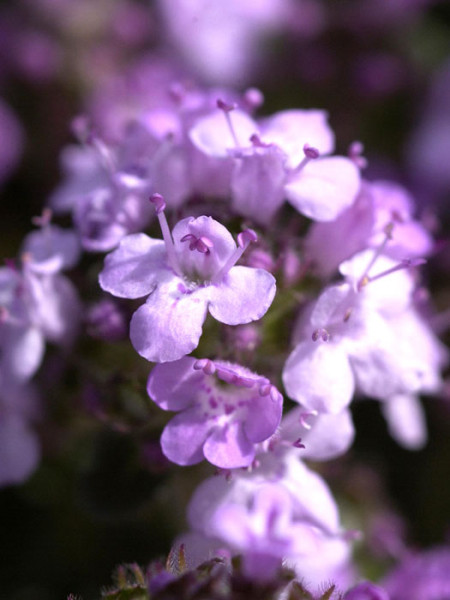 Thymus serpyllum, Teppich-Thymian