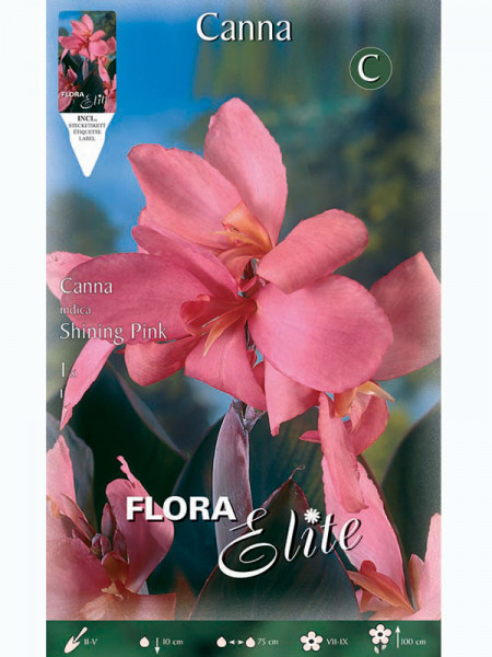 Canna &#039;Shining Pink&#039;, Canna indica (Art.Nr. 5209920)