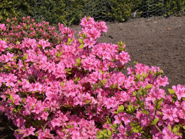 Rhododendron obtusum &#039;Rosalind&#039;, wintergrüne japanische Gartenazalee