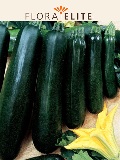 Zucchini 'Black Beauty' (Art.Nr. 21573)