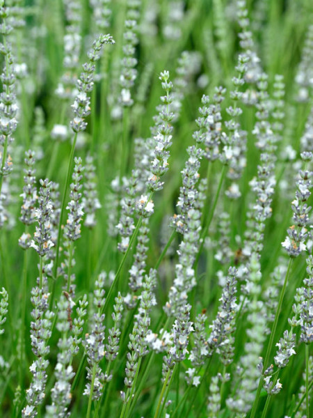 Lavandula x intermedia &#039;Edelweiß&#039;, Weißer Lavendel, Provence-Lavendel