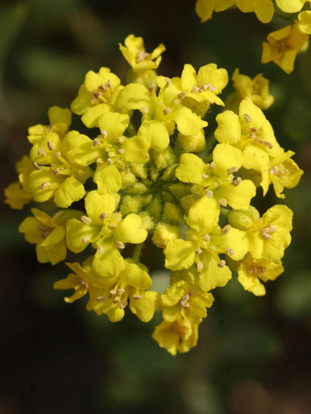 Aurinia saxatile &#039;Goldkugel&#039;, Steinkraut, Steinkresse, Felsensteinkraut