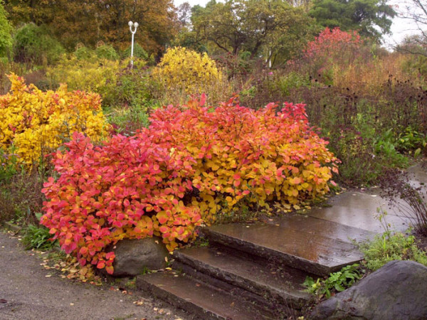 Der Federbuschstrauch im Herbst