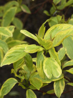 Cornus alba 'Spaethii', Gelbbunter Hartriegel