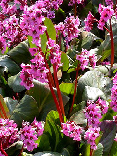 Blatt und Blüte der Bergenie 'David'