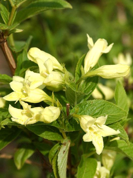 GoldWeigelie, Weigela middendorffiana