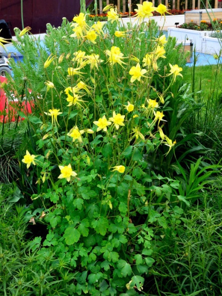 Aquilegia chrysantha &#039;Yellow Queen&#039;, Gelbe Akelei, langspornige Akelei