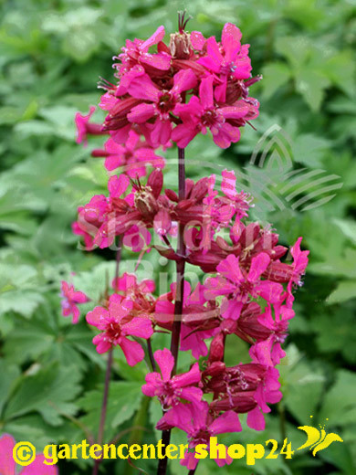 Lychnis (syn. Silene) viscaria &#039;Feuer&#039;, Lichtnelke, Gewöhnliche Pechnelke