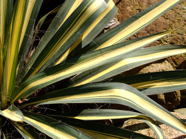 Yucca filamentosa &#039;Colour Guard&#039;, Palmlilie