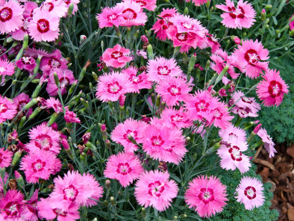 Dianthus gratianopolitanus syn. caesius &#039;Stäfa&#039;, Pfingstnelke, Grenobler Nelke, Felsennelke