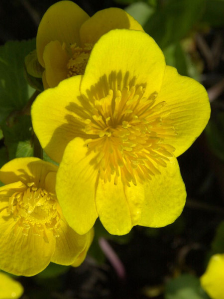 Caltha palustris, Sumpfdotterblume